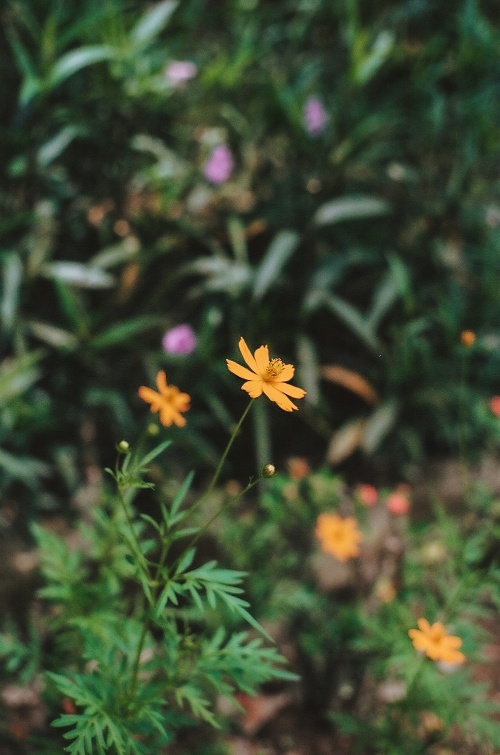 flor amarela com folhas verdes