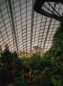 green trees inside a building