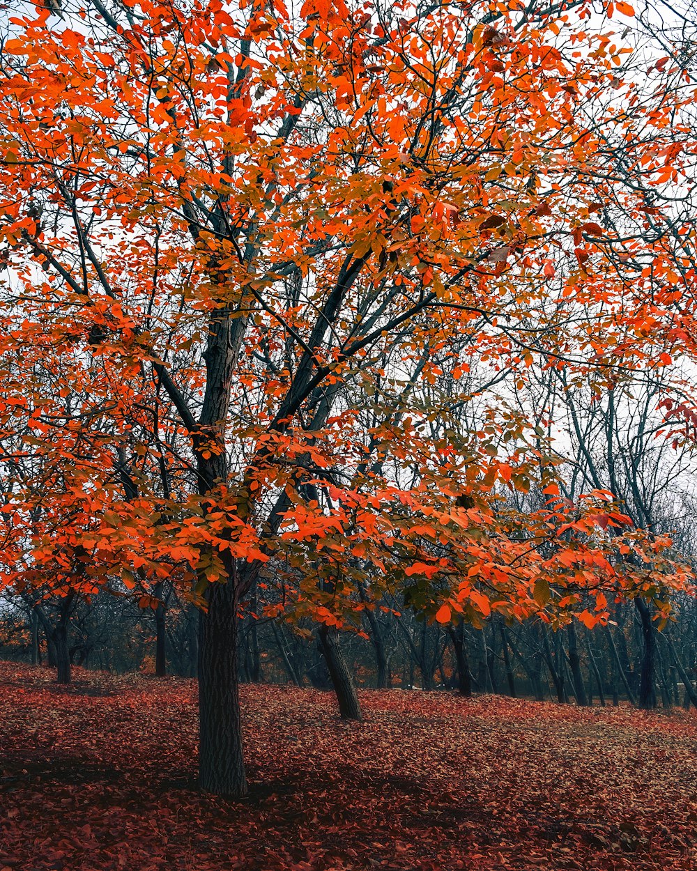 brown and orange leaf trees