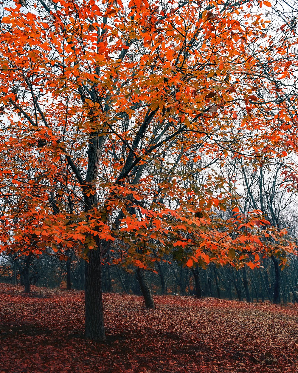 árboles de hojas marrones y naranjas