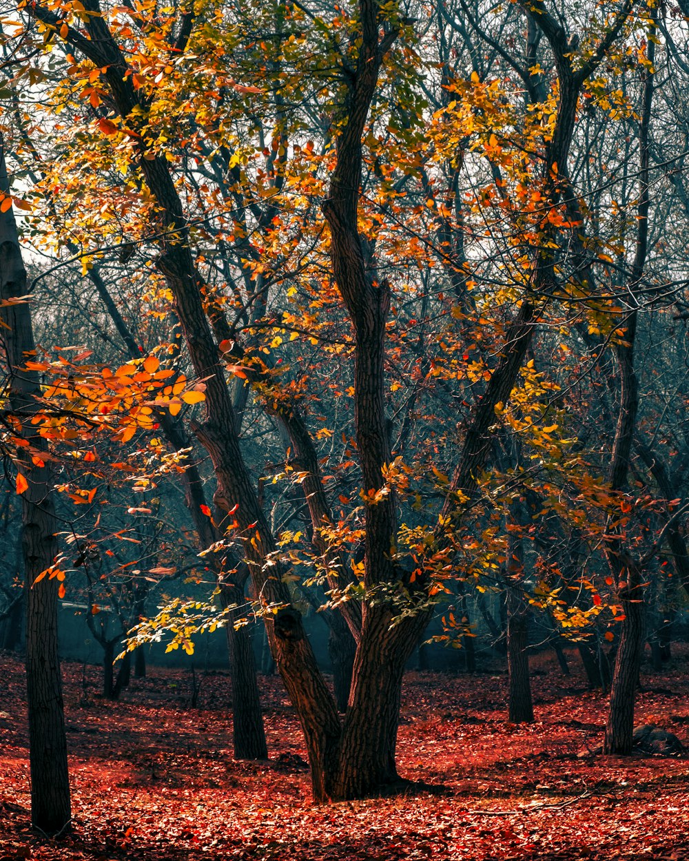 brown and yellow leaf trees