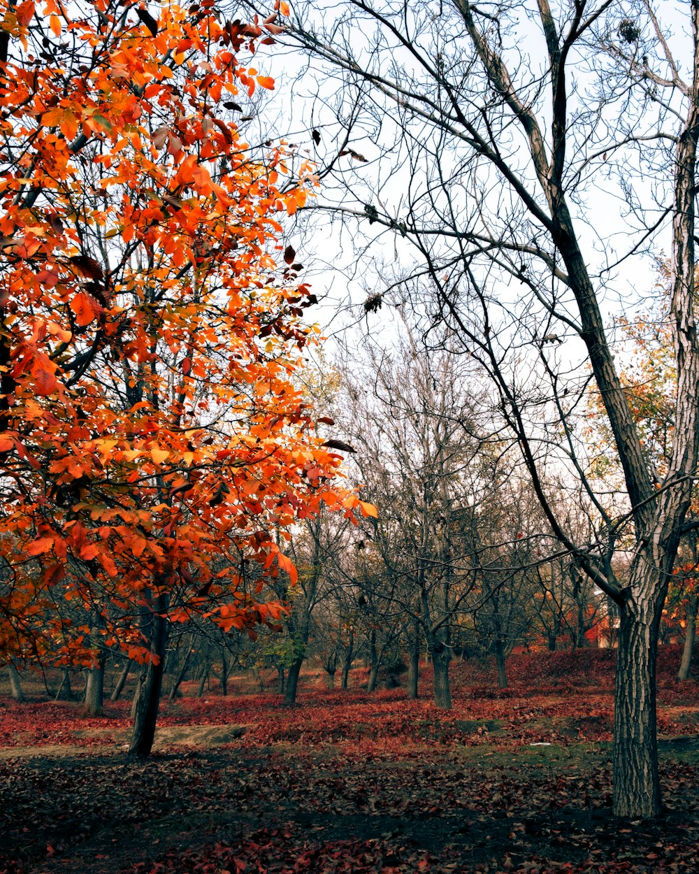 arbres à feuilles brunes et jaunes