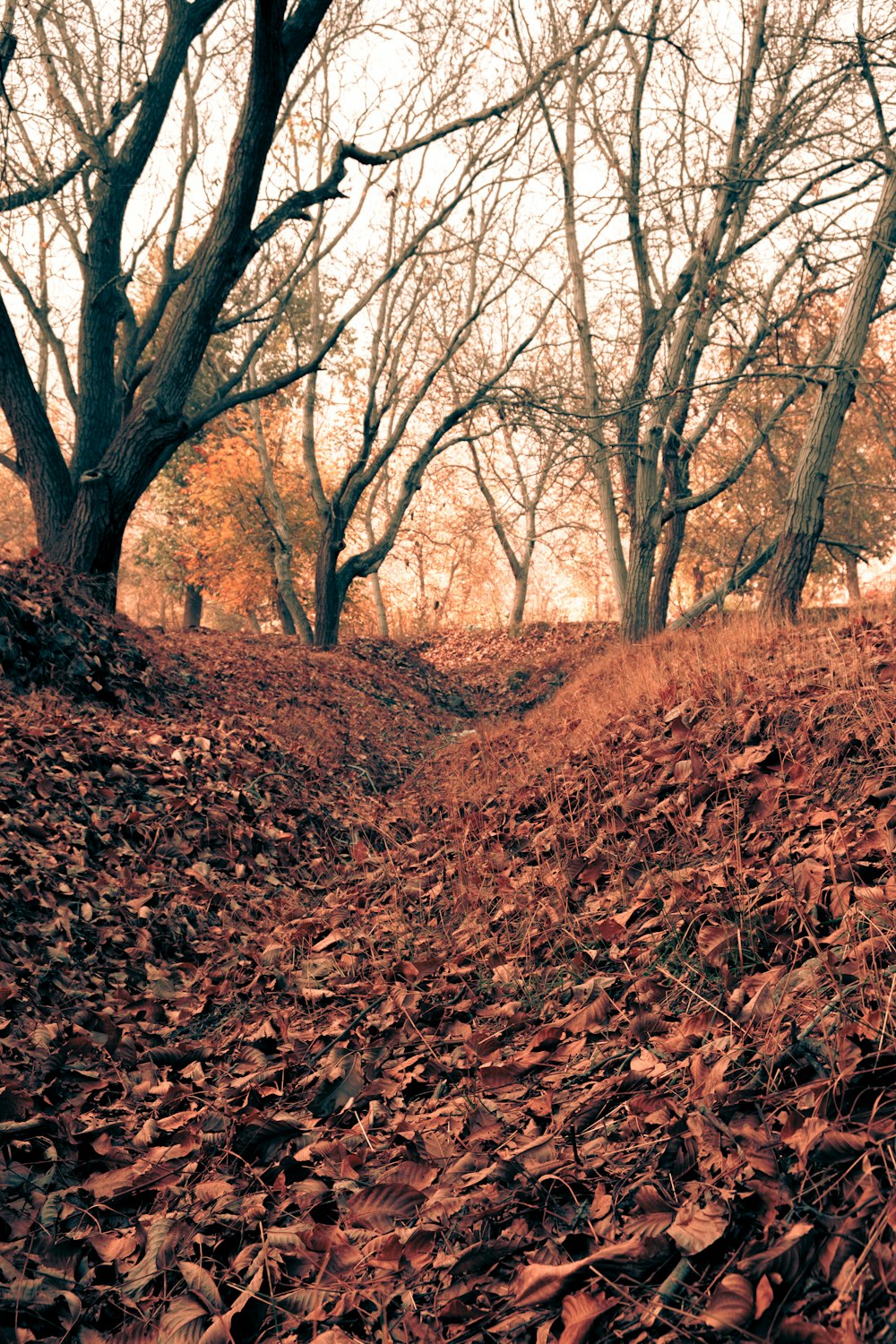 brown leafless trees on brown dried leaves