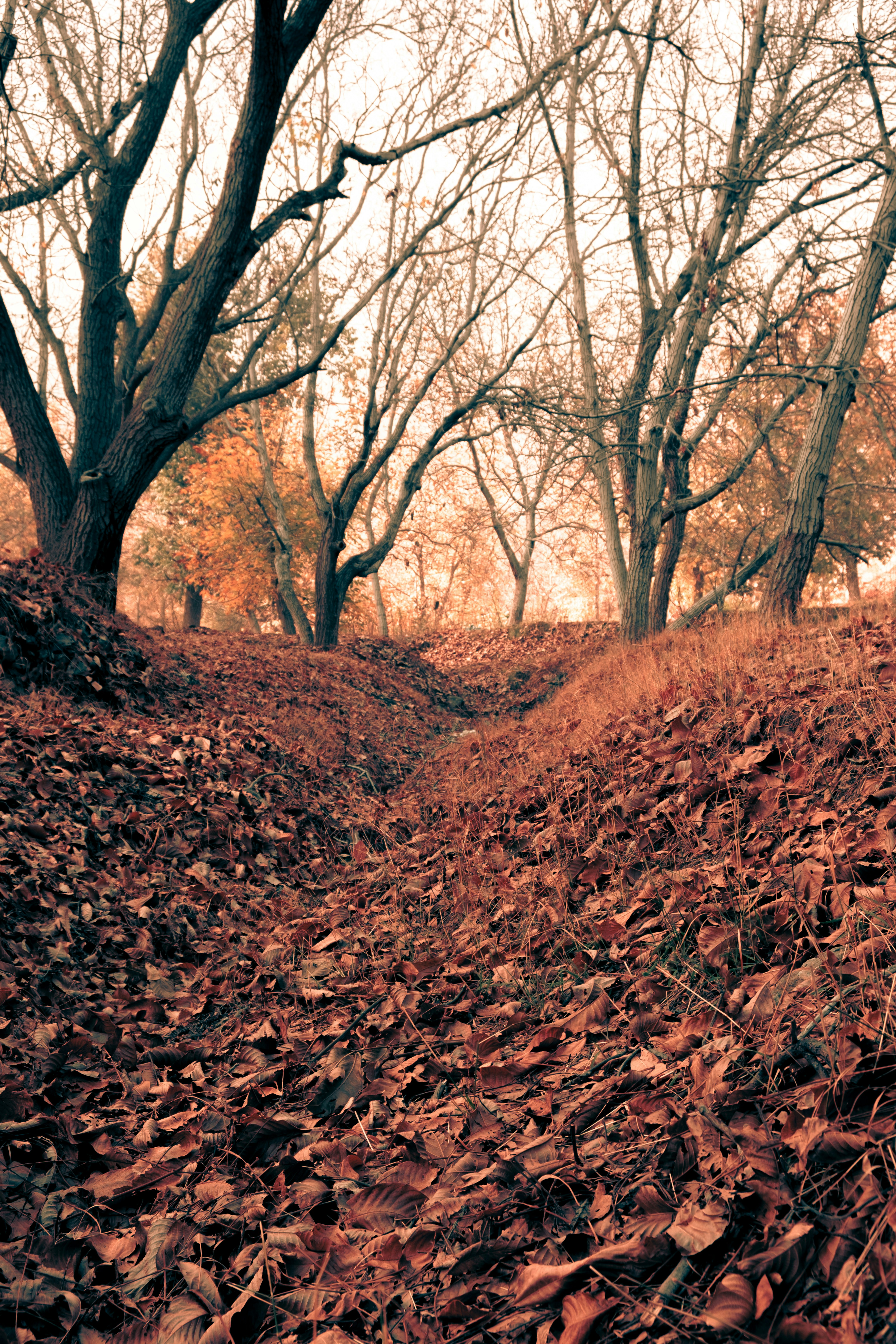 brown leafless trees on brown dried leaves