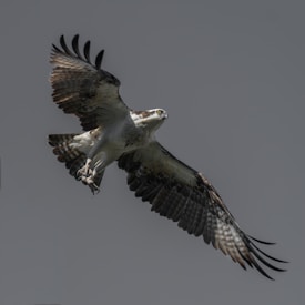 An osprey with outstretched wings soaring through the sky, showcasing its impressive feathers and sharp talons. The bird appears focused as it navigates the open air against a plain gray background.