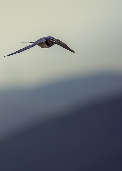 blue and brown bird flying