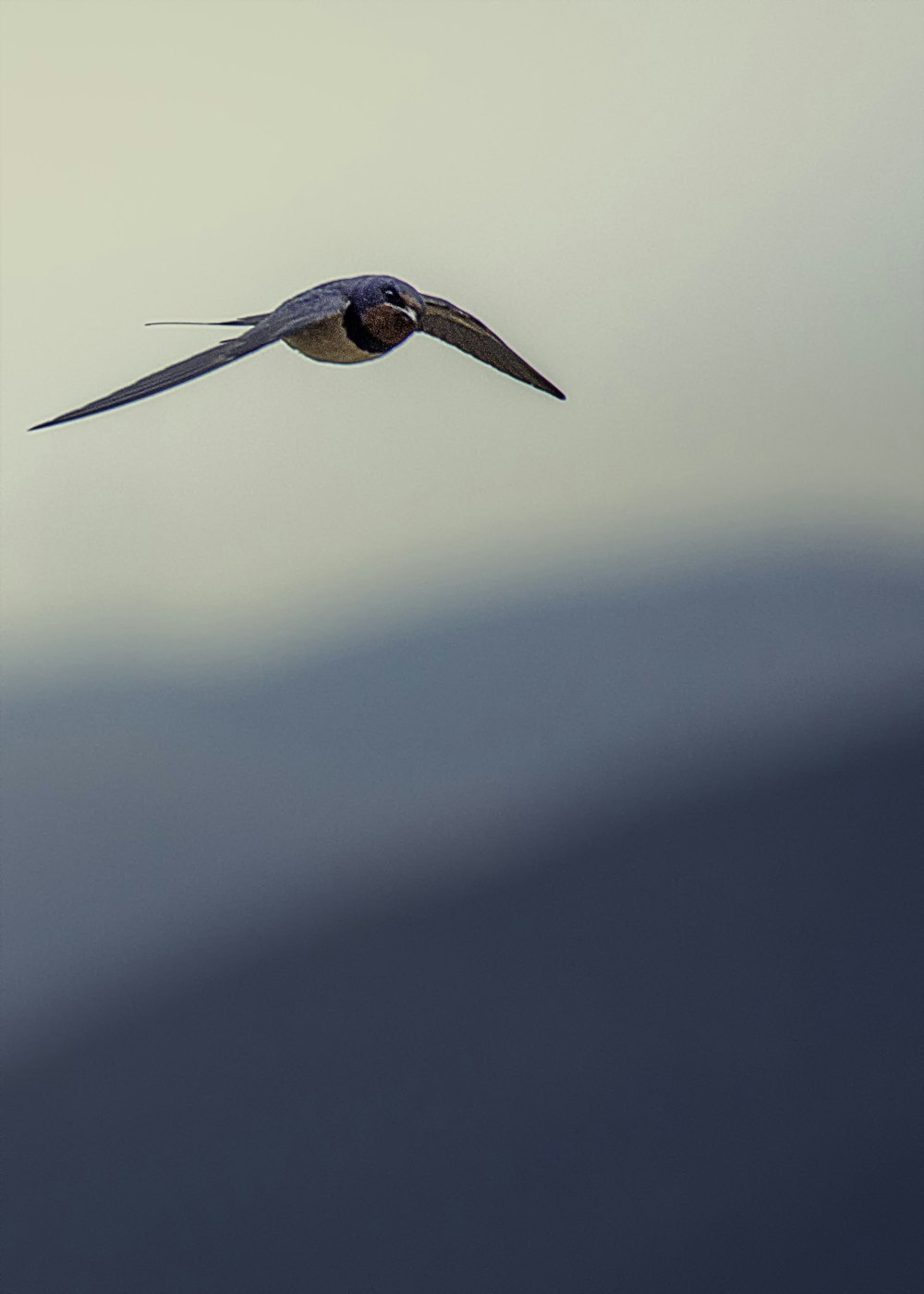 blue and brown bird flying