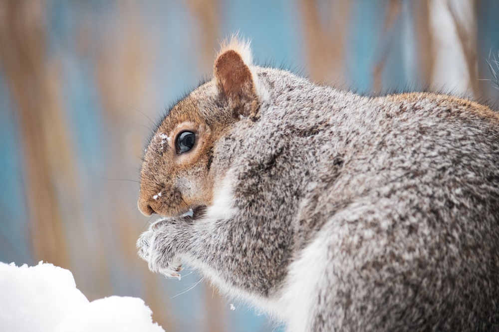 gray and white squirrel on snow covered ground during daytime