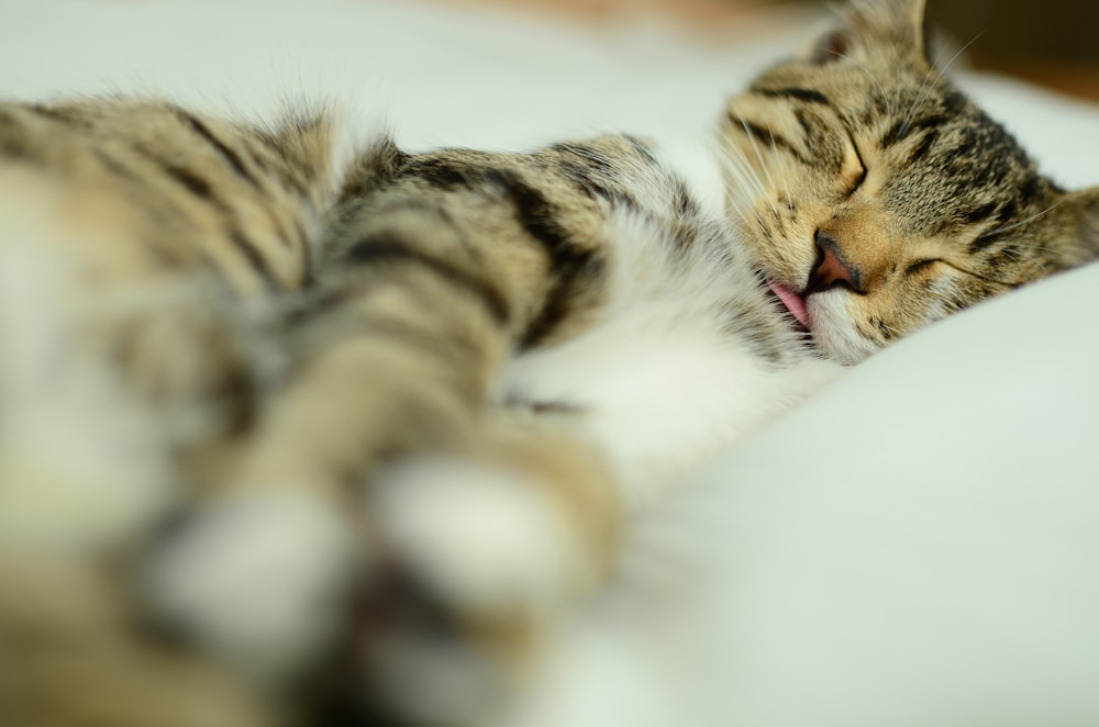 a cat that is laying down on a bed