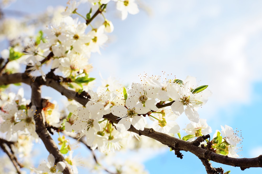 a branch of a tree with white flowers