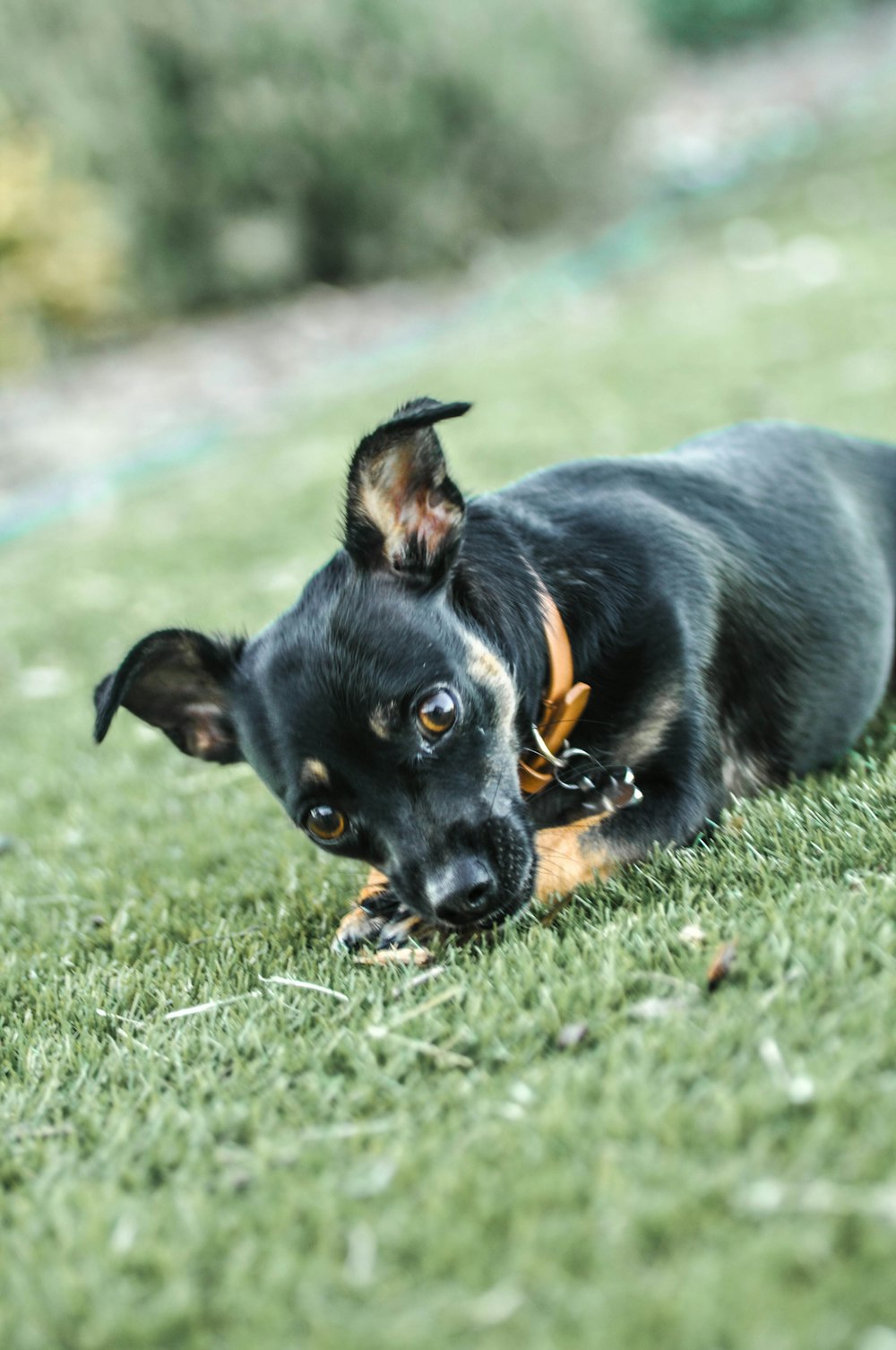 black and tan short coat small dog on green grass field during daytime