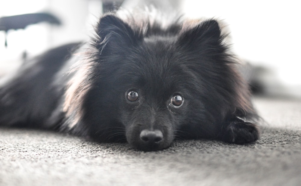 Cachorro de pomerania negro acostado sobre tela blanca