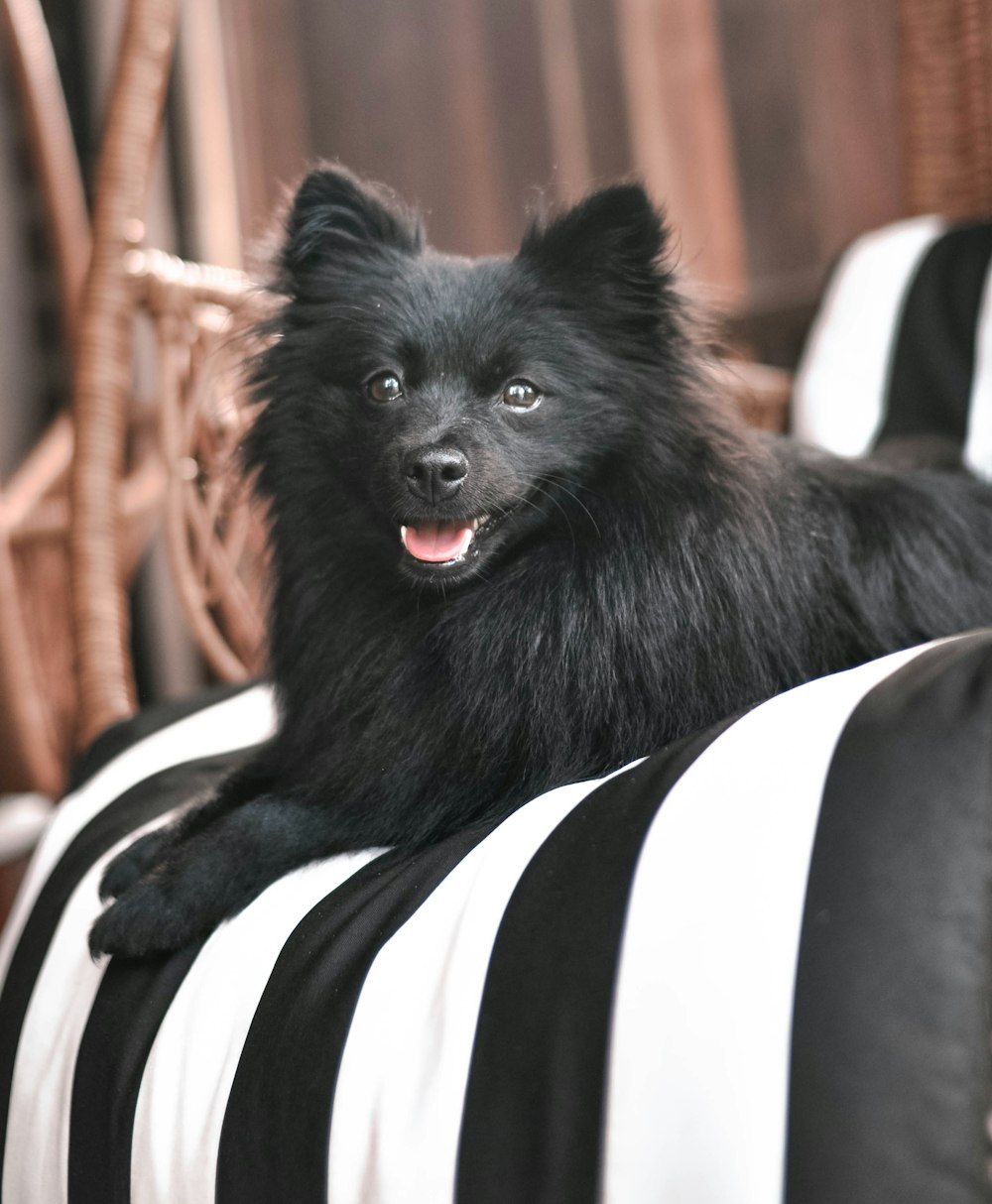 black pomeranian on white and black textile