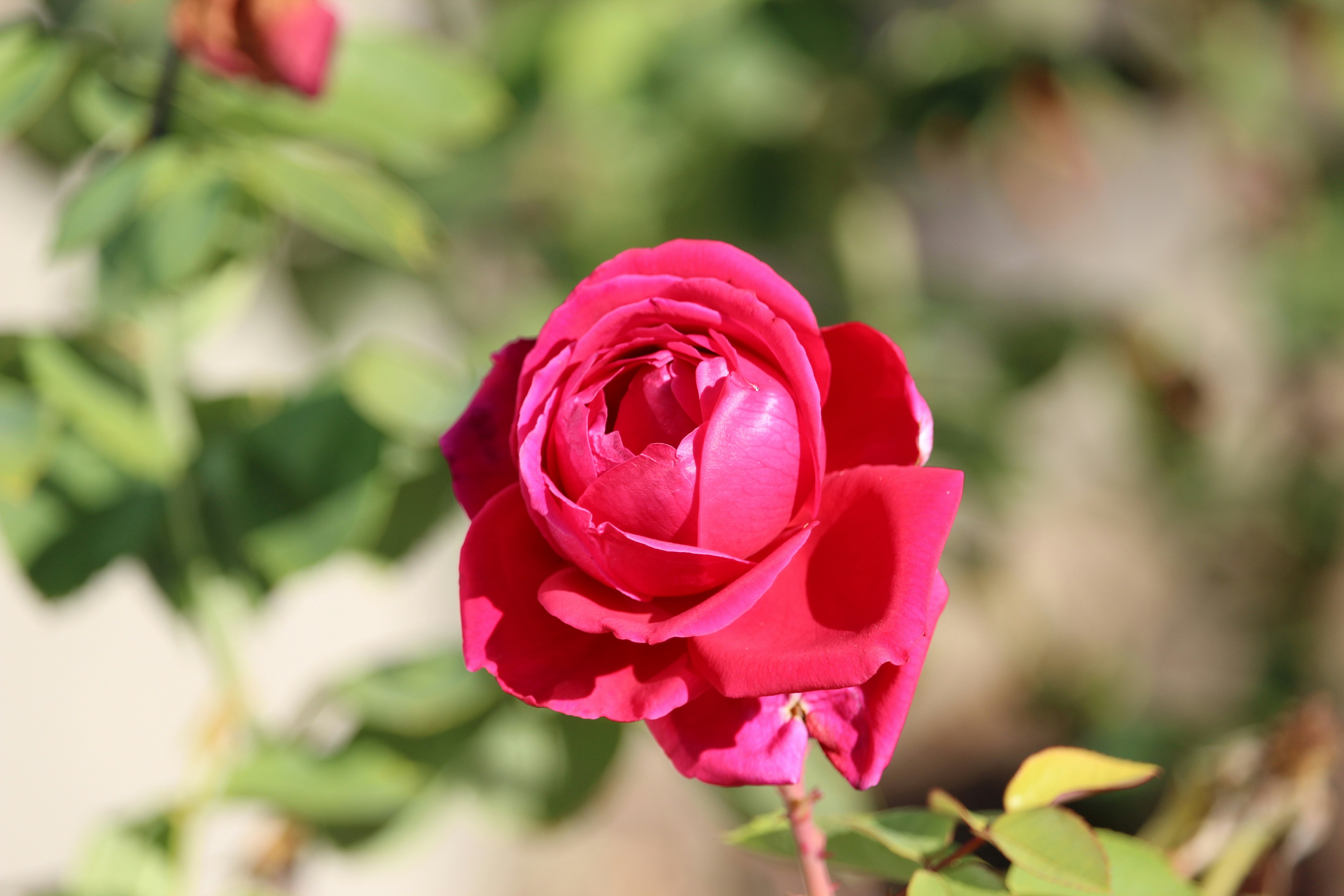 Photo by gracekjensen