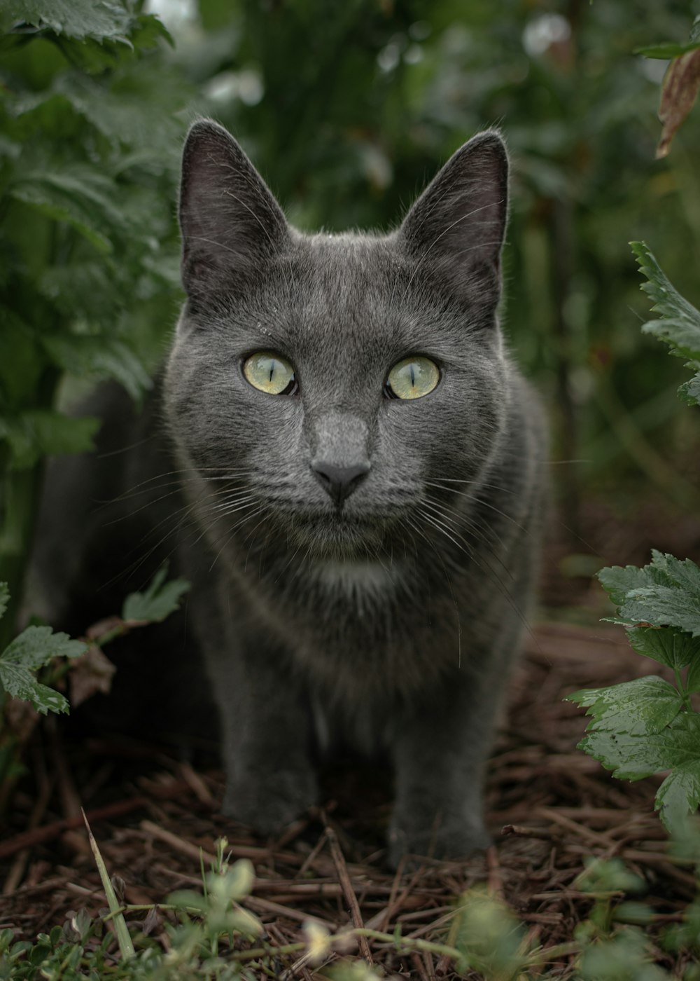 black cat on brown dried leaves