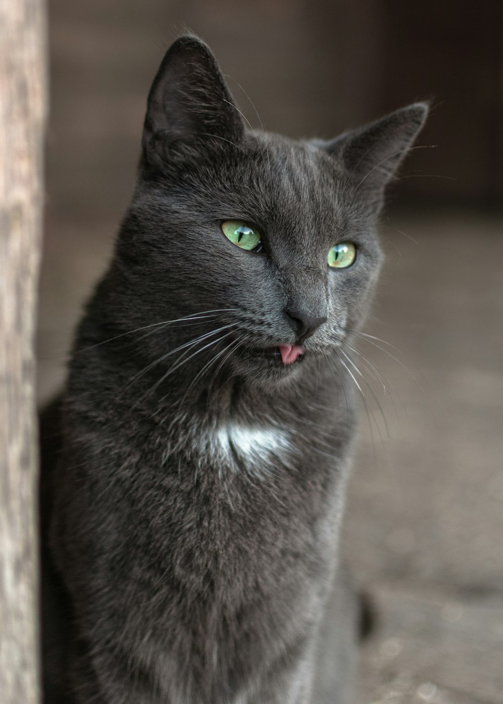 black cat on brown wooden fence