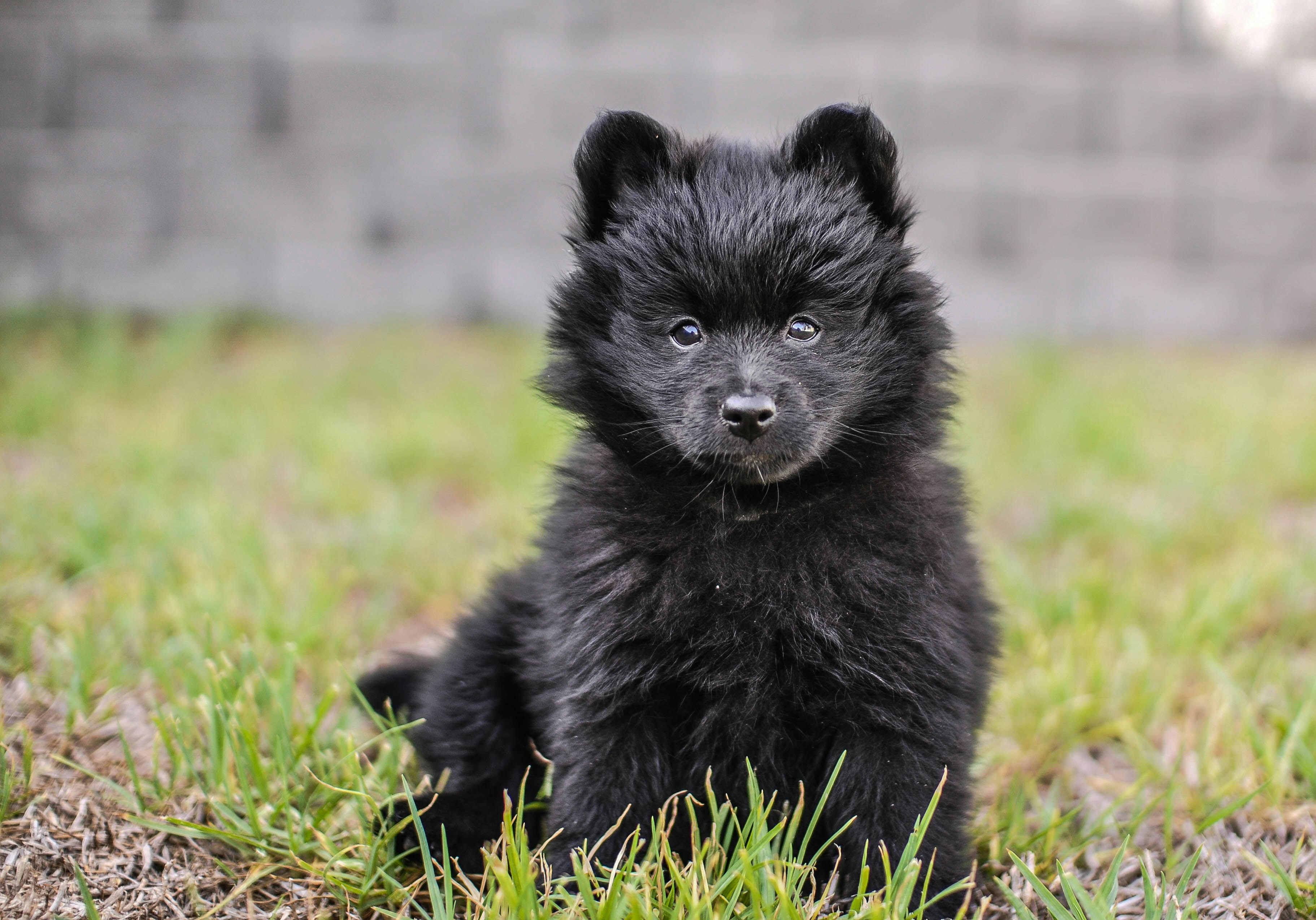 best collar for pomeranian
