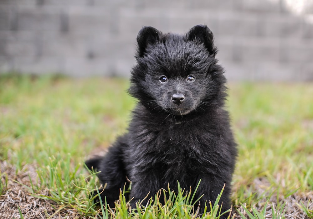 Cachorro negro de pelo largo sobre hierba verde durante el día