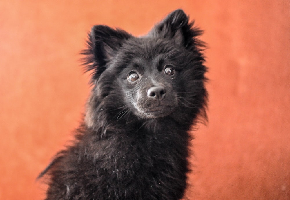 black long coated small sized dog