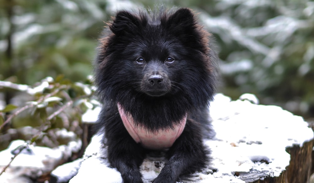 black pomeranian puppy on focus photo