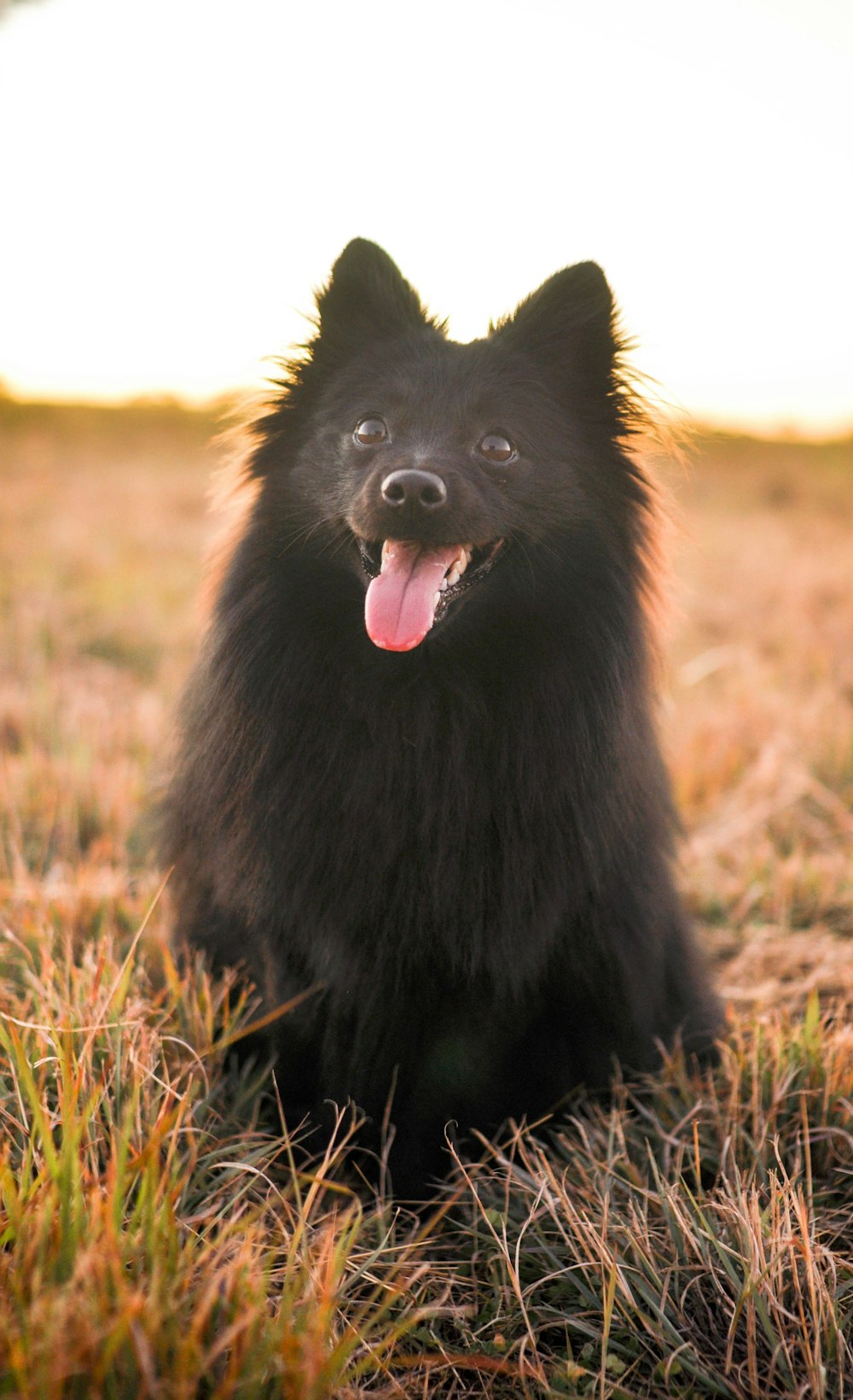 Perro pequeño negro de pelo largo en campo de hierba verde durante el día