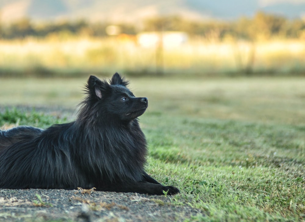 Perro negro de tamaño mediano de pelo largo sentado en la hierba verde durante el día