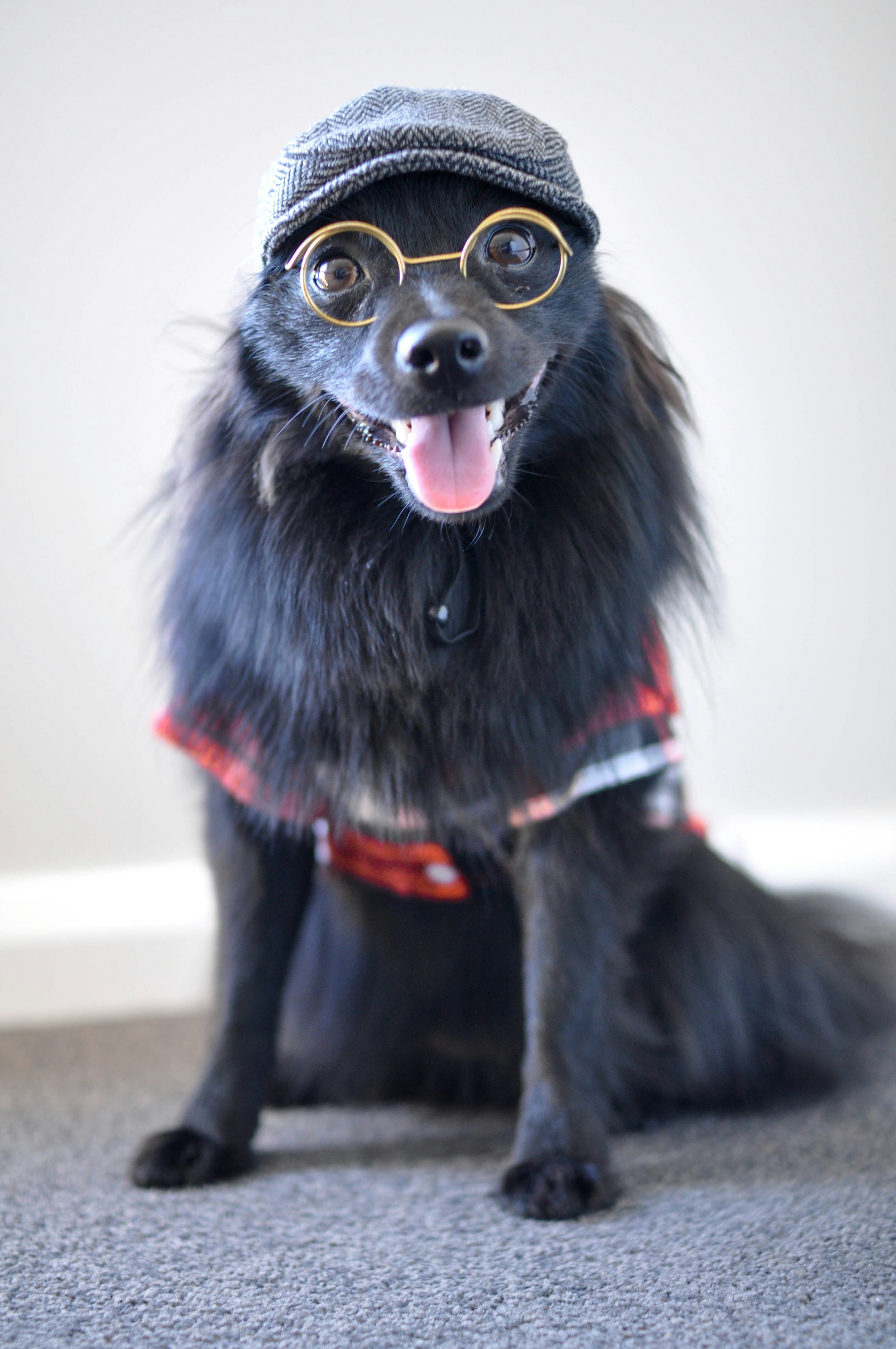 Cão preto e marrom de pelagem longa de pequeno porte usando óculos de sol  marrons foto – Imagem grátis sobre Animal na Unsplash, image size:2848x4288