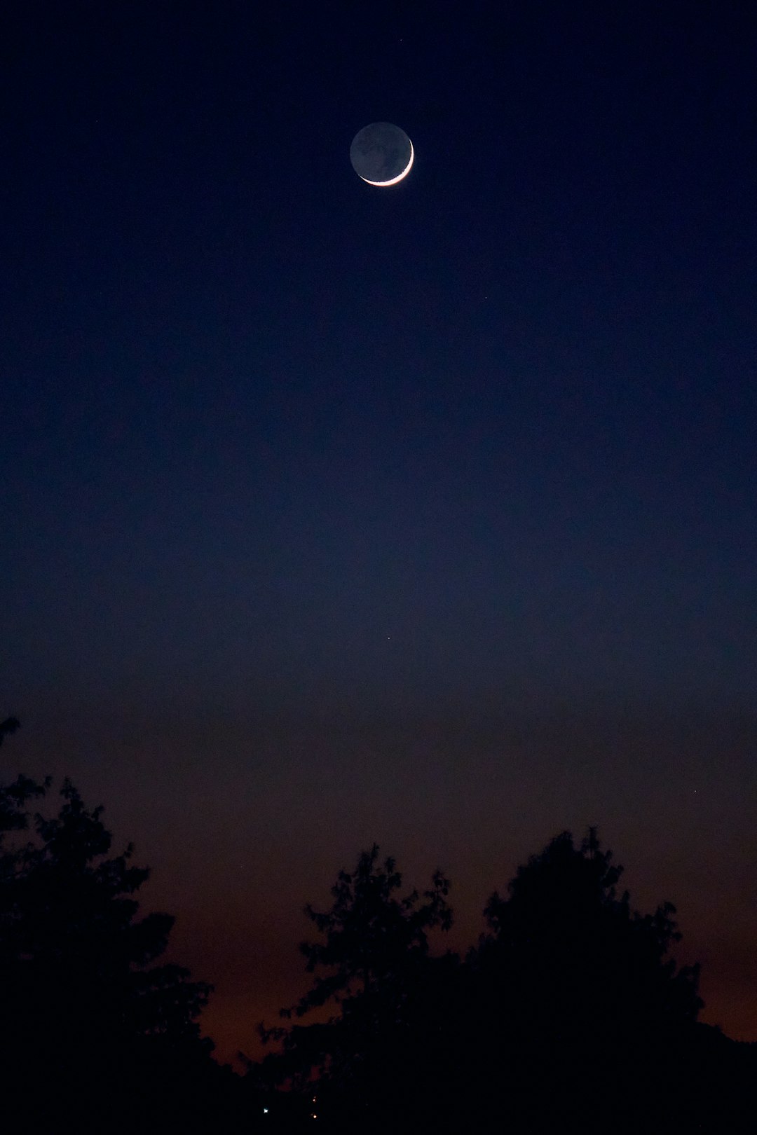 silhouette of trees under gray sky