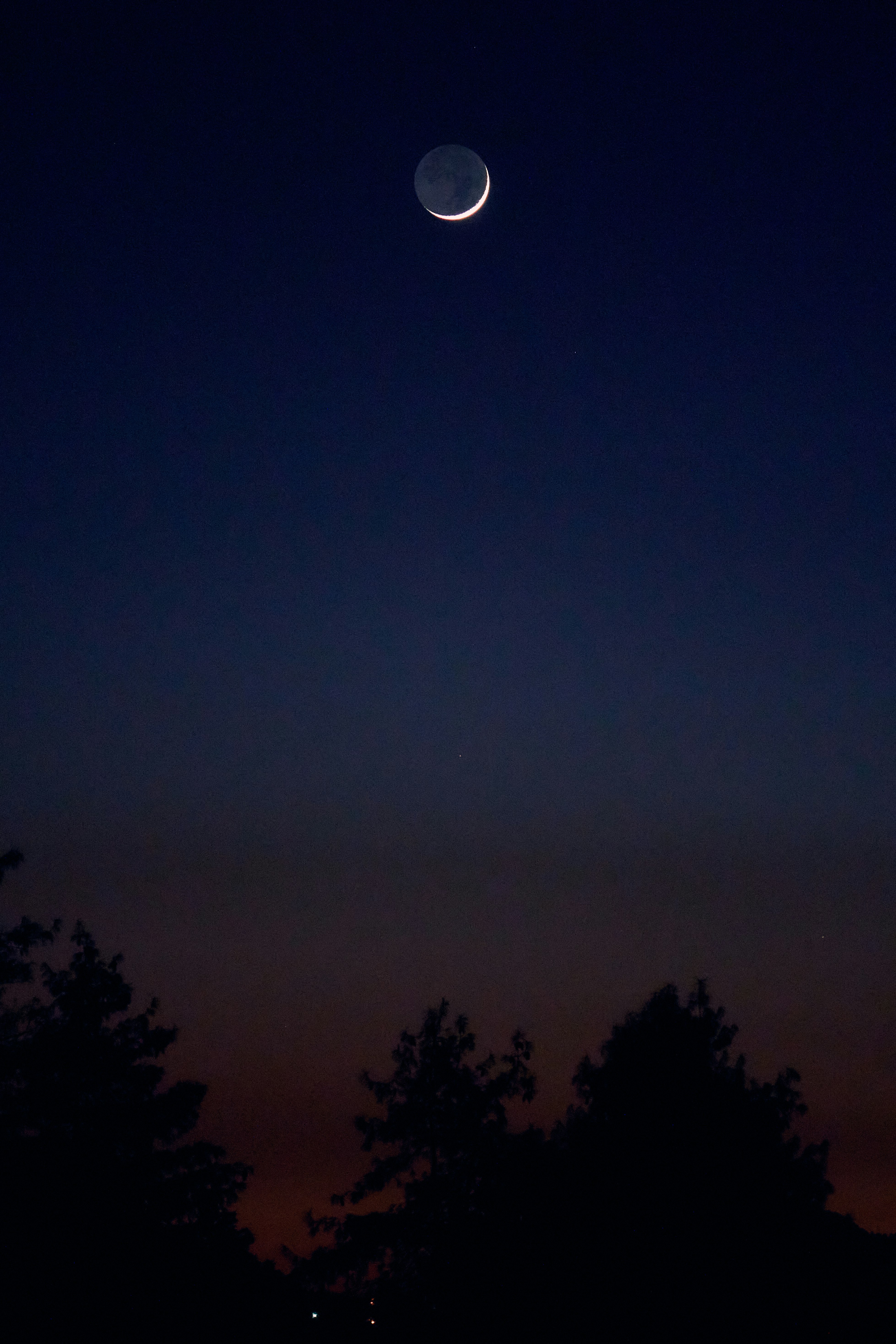 silhouette of trees under gray sky