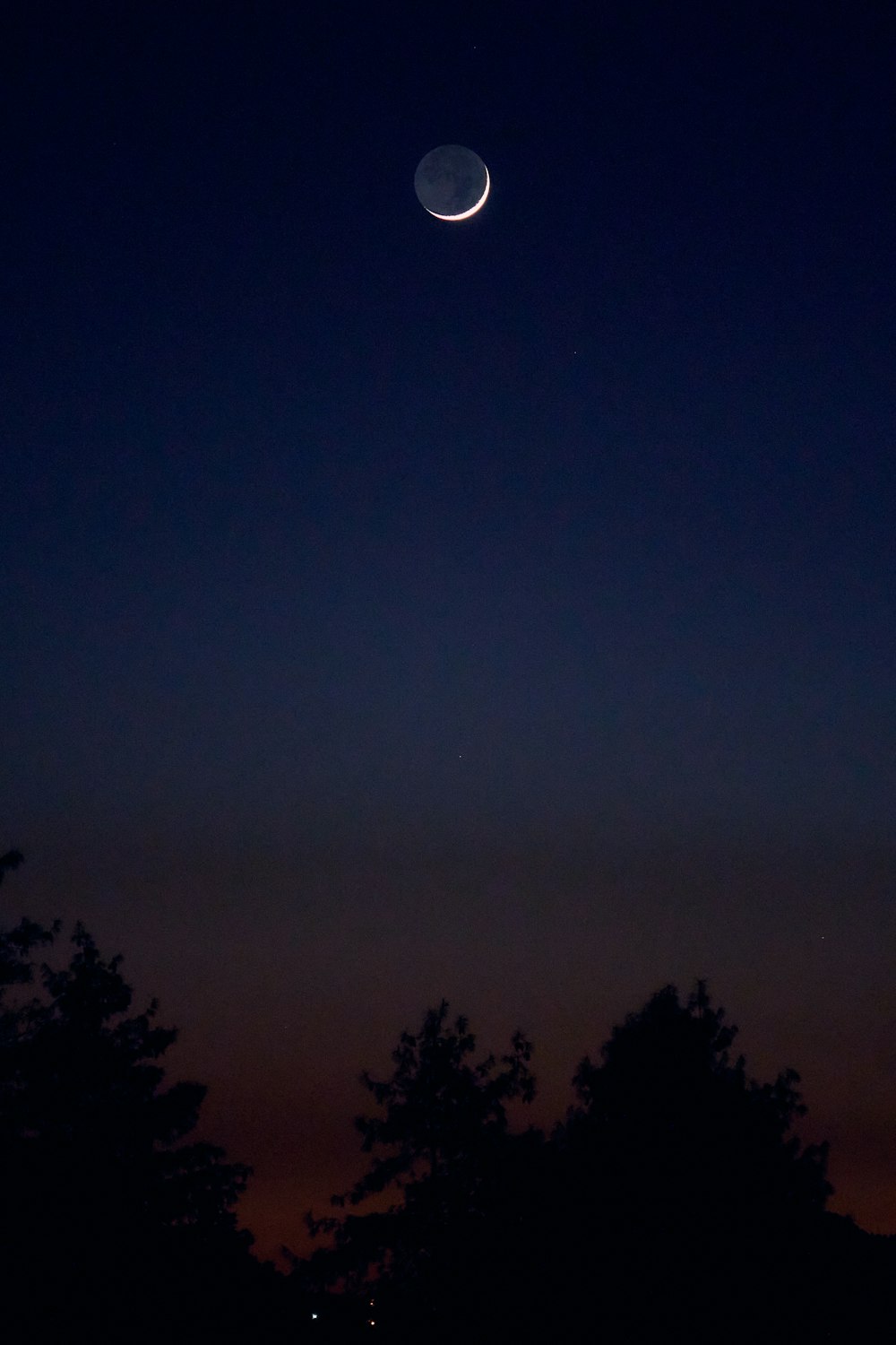 silhouette of trees under gray sky