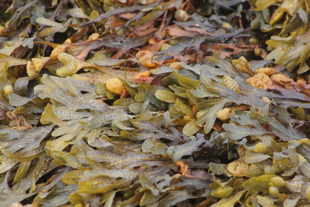 brown dried leaves on ground