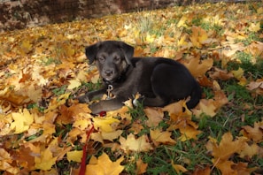 A curious corgi puppy exploring colorful autumn leaves in Norwalk.