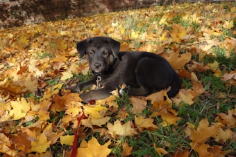 A dark-colored puppy lies on a bed of fallen autumn leaves. The leaves are mostly yellow and orange, covering the grass. The puppy has a red leash and looks alert and curious.