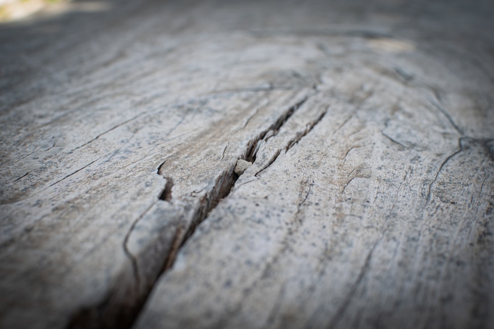 brown wood log in close up photography