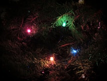 A close-up view of a pine tree branch adorned with colorful string lights. The lights include various colors like red, blue, green, and yellow, casting a warm and festive glow on the surrounding needles.