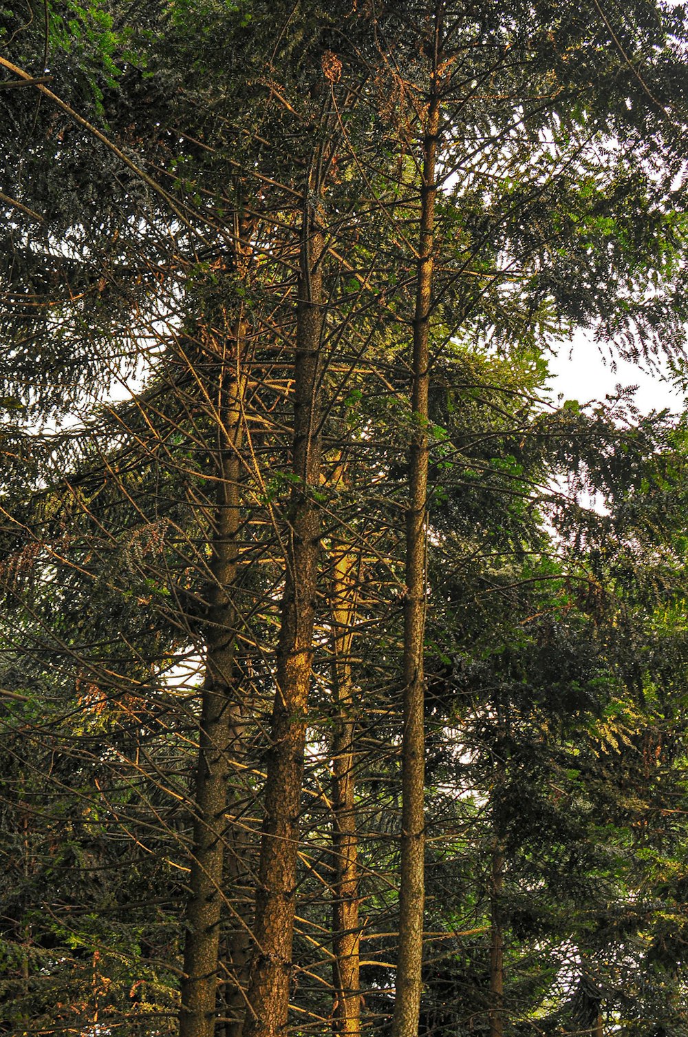 arbres verts et bruns sous le ciel bleu pendant la journée