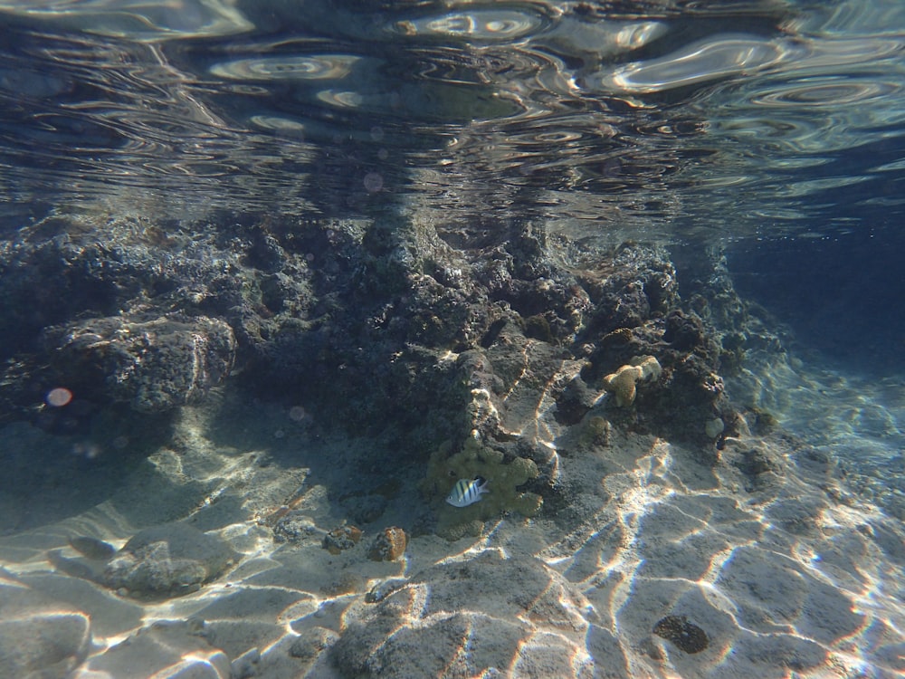 brown and black stone in water