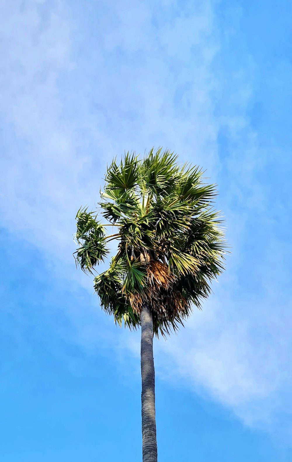 palma verde sotto il cielo blu durante il giorno