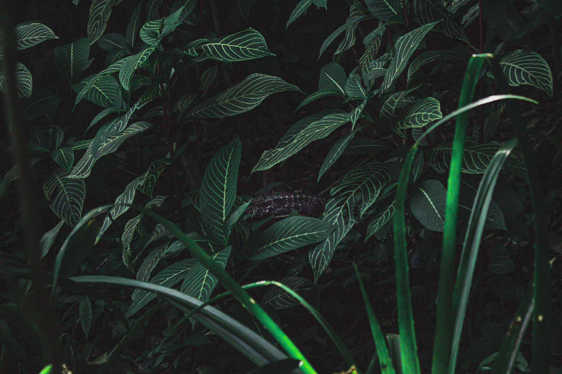 green plant with water droplets