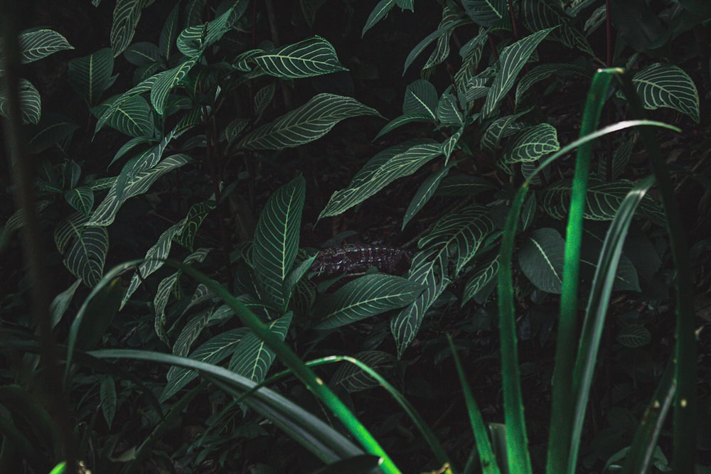 green plant with water droplets