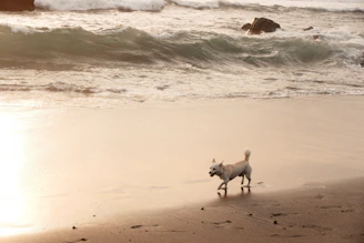 A joyful dog wearing a bright bandana, running along the shoreline with the sparkling ocean in the background.