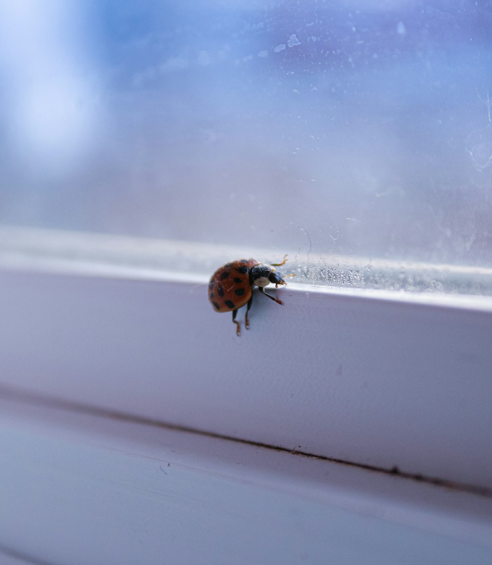 brown and black ladybug on white surface