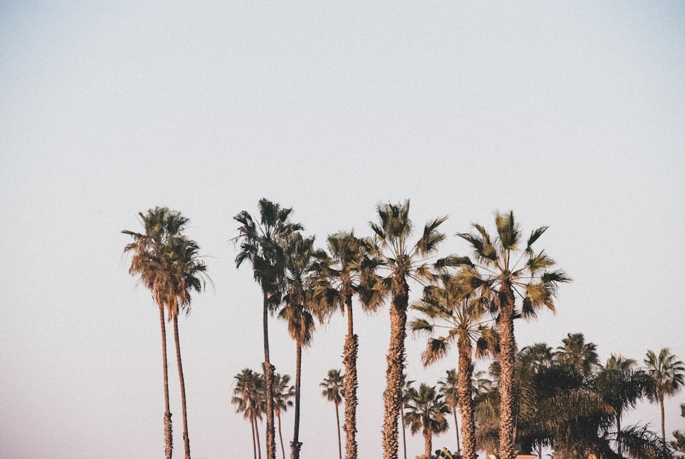 green palm trees under white sky during daytime