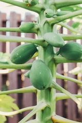 Close-up of a GMO papaya plant growing in a Yucatán field under bright sunlight
