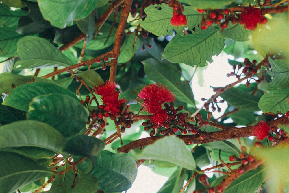 red round fruit on brown tree branch