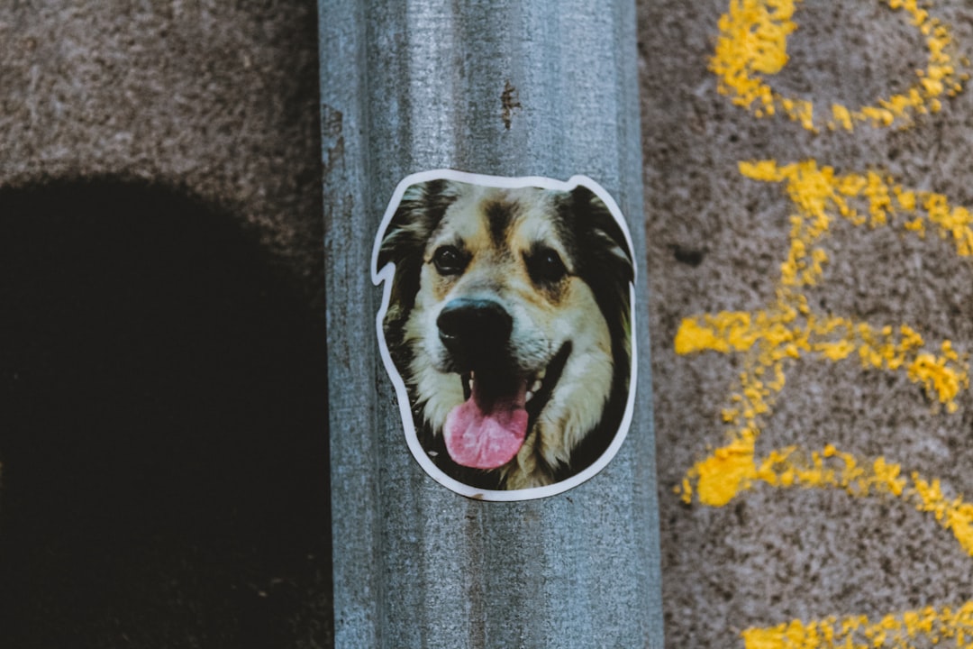 black and white short coated dog in gray and white round plate