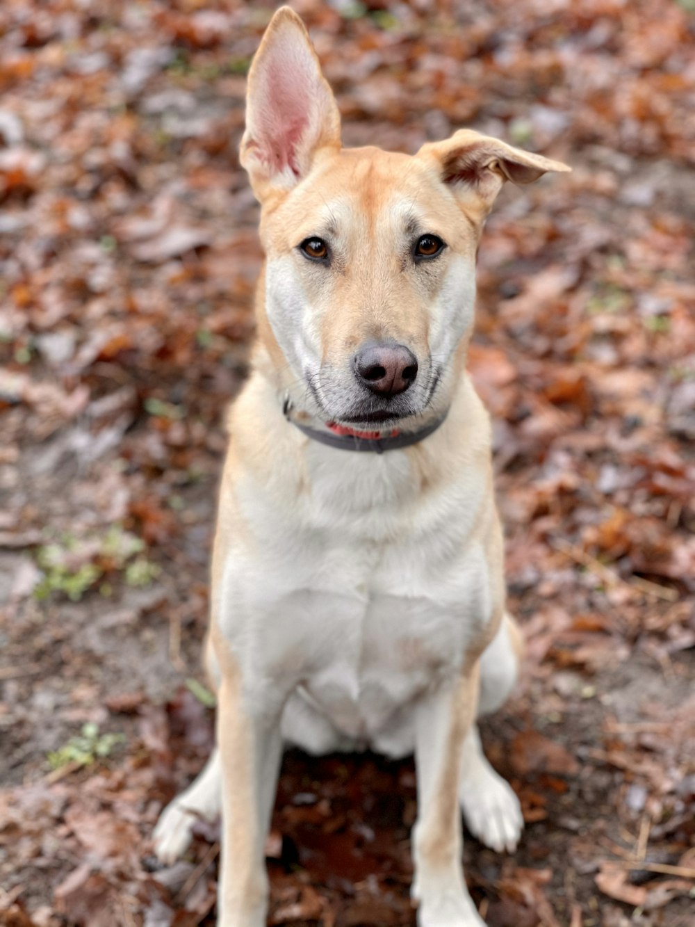 brown short coated dog sitting on brown dried leaves