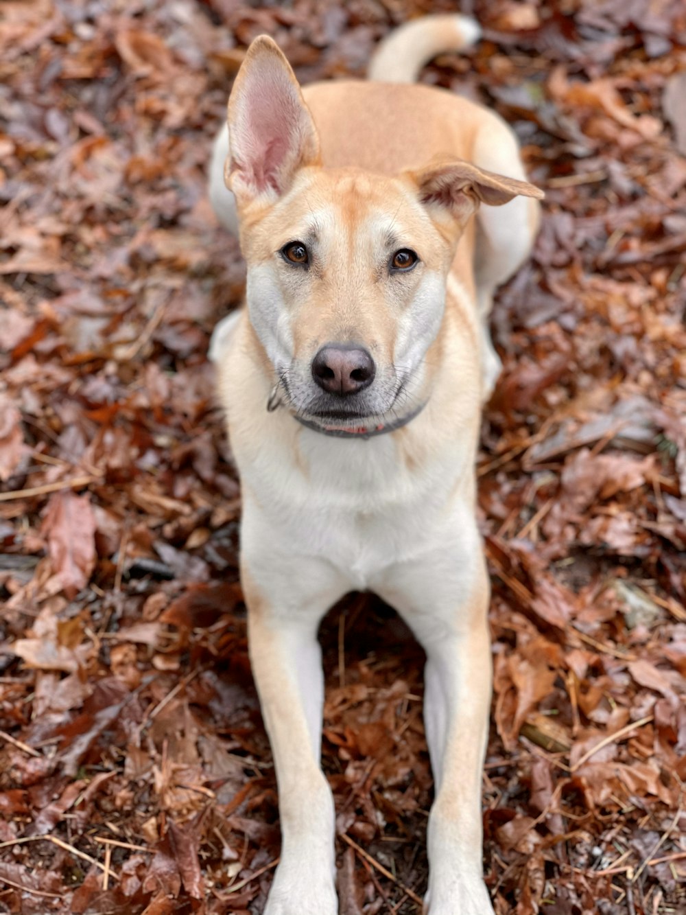 brown and white short coated dog on brown leaves