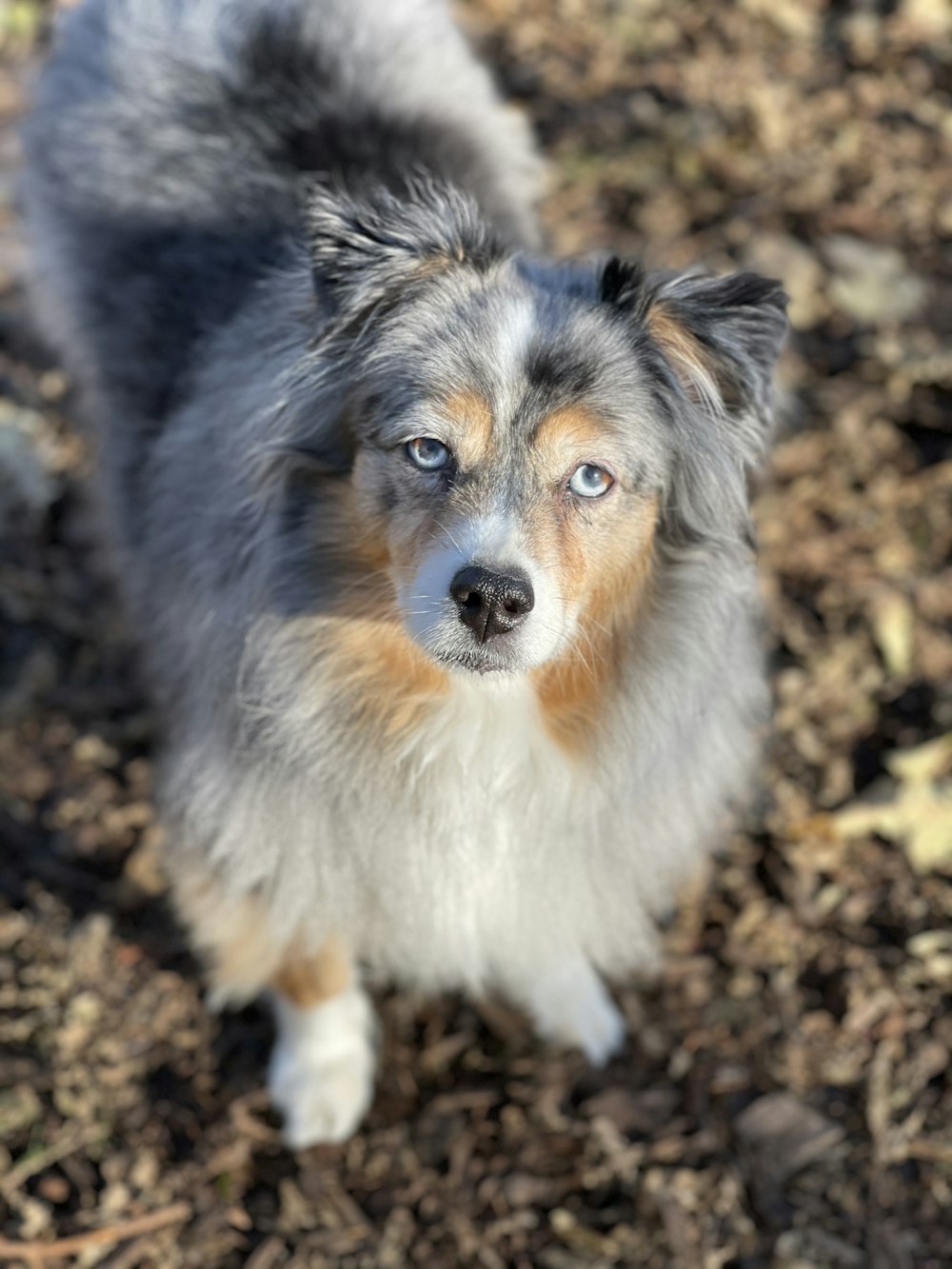 white black and brown long coated dog