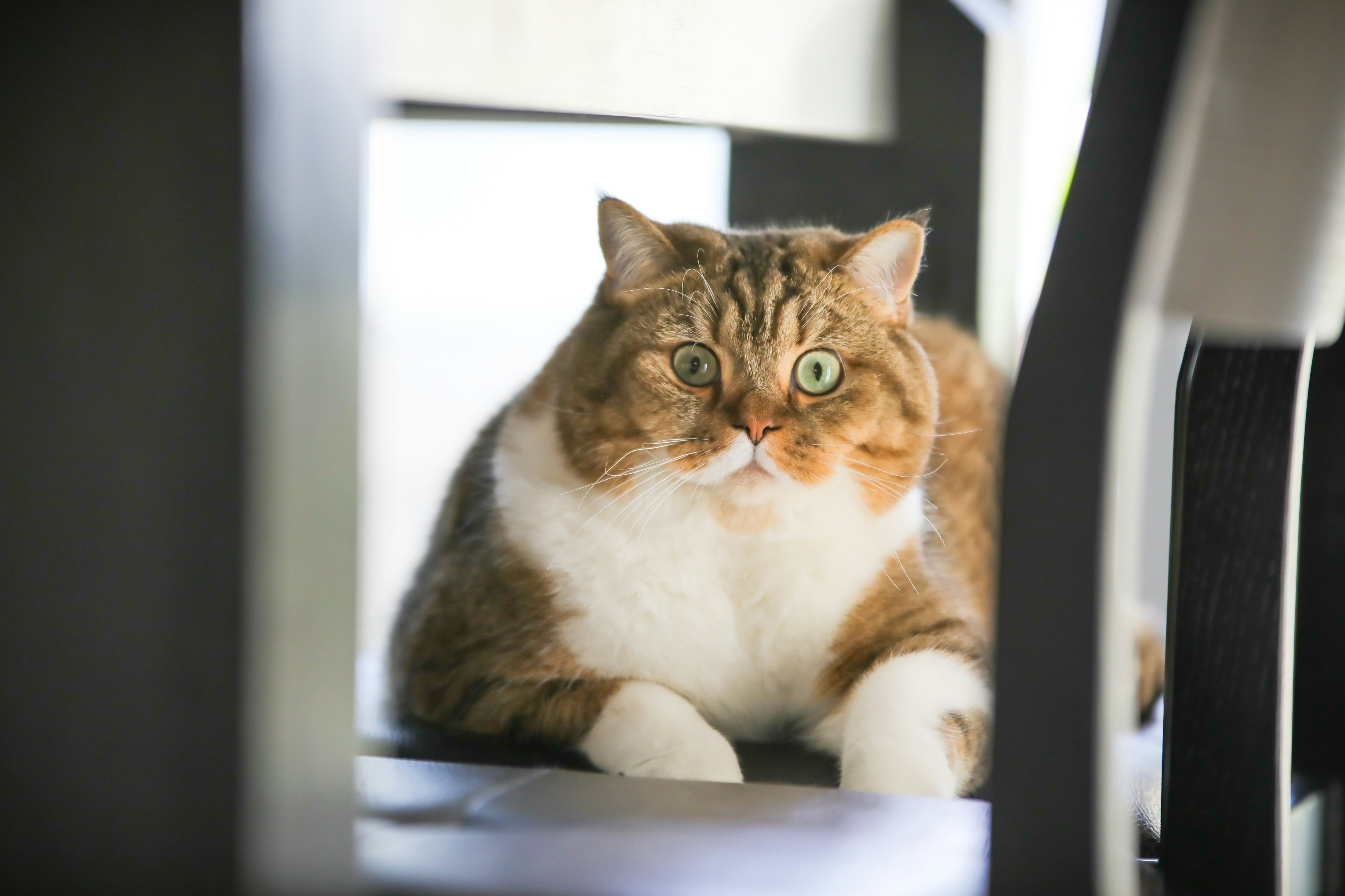 brown and white tabby cat on white table